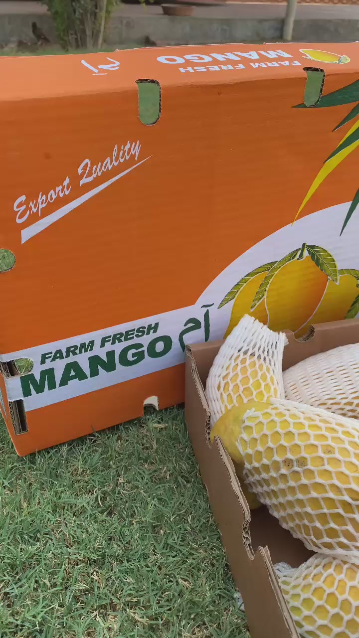 Premium Chaunsa Mango ( White ) - 5Kg Gift Pack
